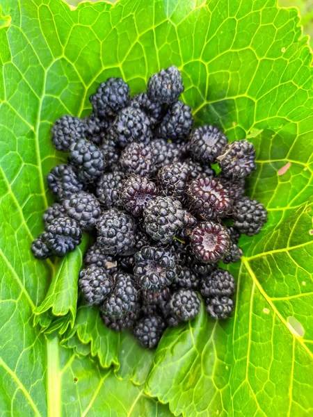 Puñado Moras Una Hoja Verde —  Fotos de Stock