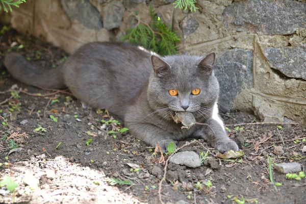 一只猫咬住一只被猎捕的老鼠 — 图库照片