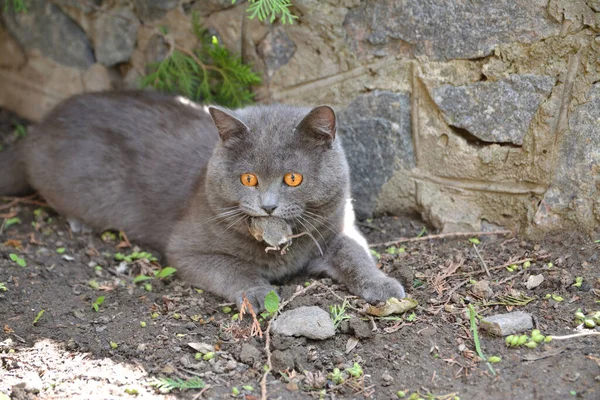 一只猫咬住一只被猎捕的老鼠 — 图库照片