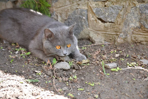 一只猫咬住一只被猎捕的老鼠 — 图库照片