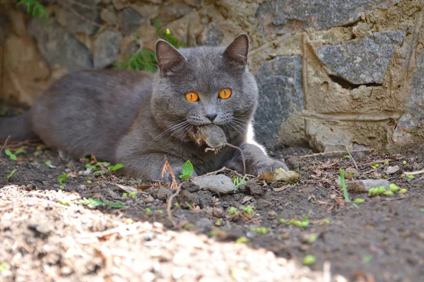 一只猫咬住一只被猎捕的老鼠 — 图库照片