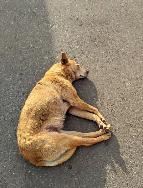 Безпритульний Собака Спить Асфальті — стокове фото