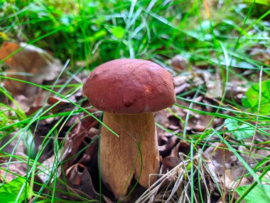 Ormanda yenebilir beyaz bir mantar