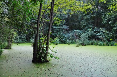 Ormandaki ağaçları sel bastı.