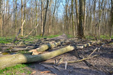 Yoldaki ormanda devrilmiş ağaçlar.