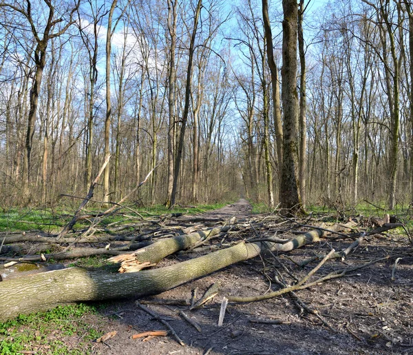 Fallna Träd Skogen Vägen — Stockfoto