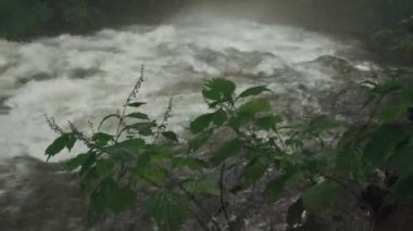 Yağmur ormanındaki sonra akışı