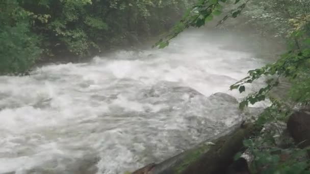 Потік після дощу в лісі — стокове відео