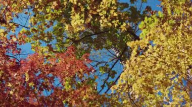Sonbahar yaprakları mavi gökyüzünde