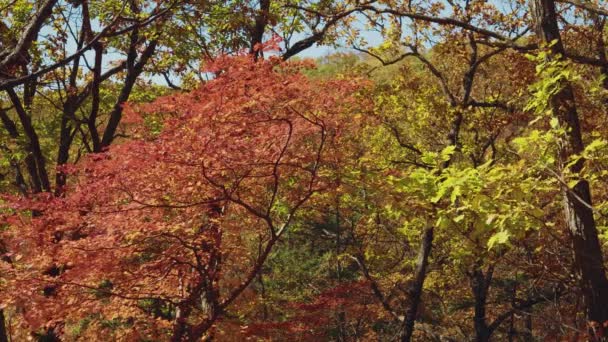 Árbol Arce Otoño Con Hojas Rojas — Vídeo de stock