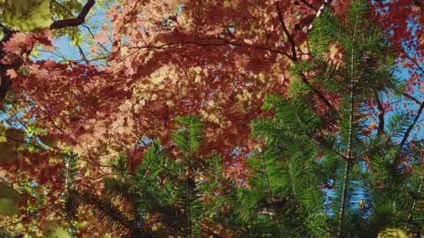 秋天的树叶在森林里 — 图库视频影像