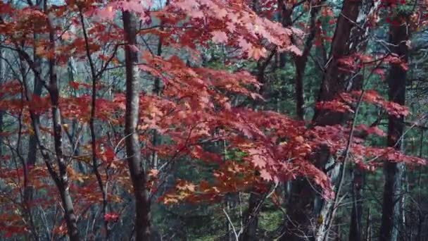 Κόκκινο Σφενδάμι Φθινόπωρο — Αρχείο Βίντεο