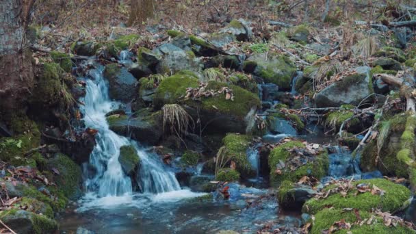 Cours Eau Dans Forêt Automne — Video