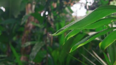 Bahçedeki tropikal yağmur