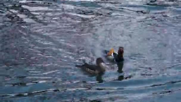 Мандаринские утки на пруду — стоковое видео