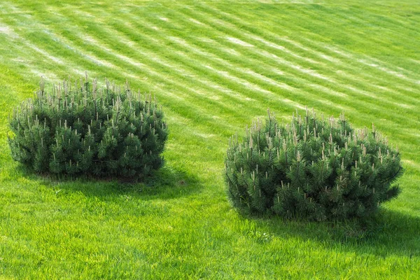 Dwa Świerk Krzewy Szyszki Tle Opadający Zielony Łąka Jasny Słoneczny — Zdjęcie stockowe