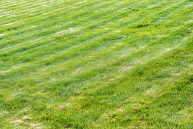 Taze kesilmiş, hatta satırlara, yeşil çim parlak güneşli bir günde.