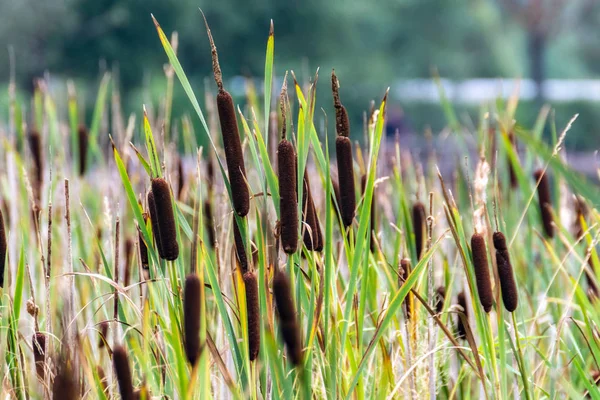 Thickets River Reeds Sedges Bright Sunny Day — Stock Photo, Image