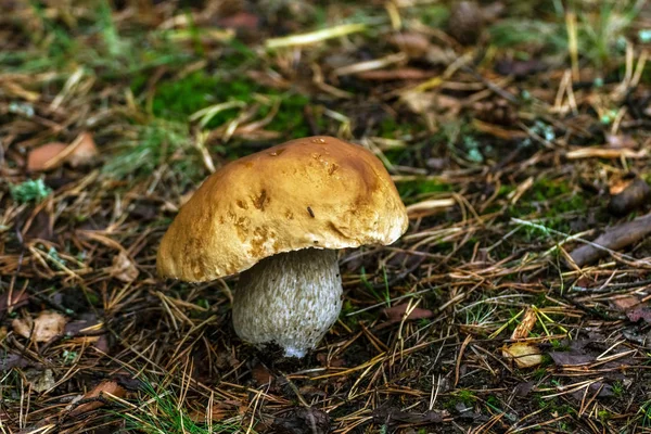 Boleto Fungo Bianco Che Cresce Solo Nella Foresta Sul Terreno — Foto Stock