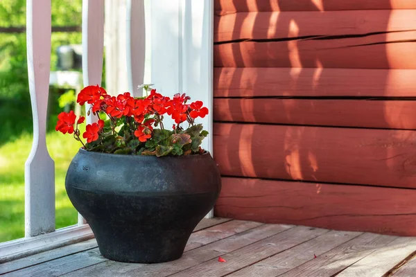 Red geranium flowers growing in an old cast-iron pot on the floor of the porch of a country house.