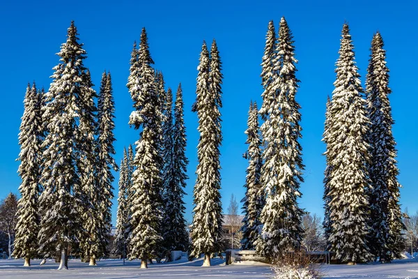 Wysokie Jodły Wskazał Pokryte Śniegiem Przeciw Błękitne Niebo — Zdjęcie stockowe