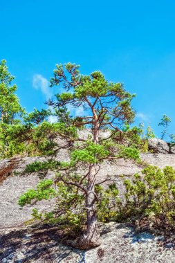 Karelya Ladoga Gölü kıyısında mavi gökyüzünde karşı kayalık bir dağın üzerinde eski çam.