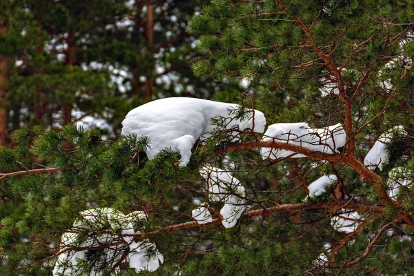 Hoeden Van Witte Sneeuw Groene Pijnboomtakken Selectieve Aandacht — Stockfoto