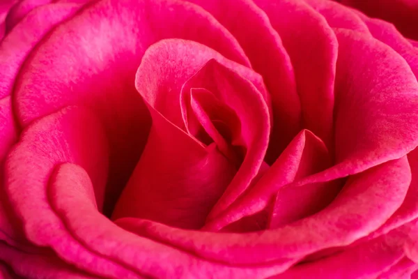 Bourgeon de rose écarlate . — Photo