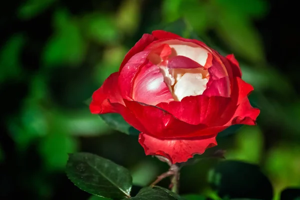 Bourgeon de rose rouge . — Photo
