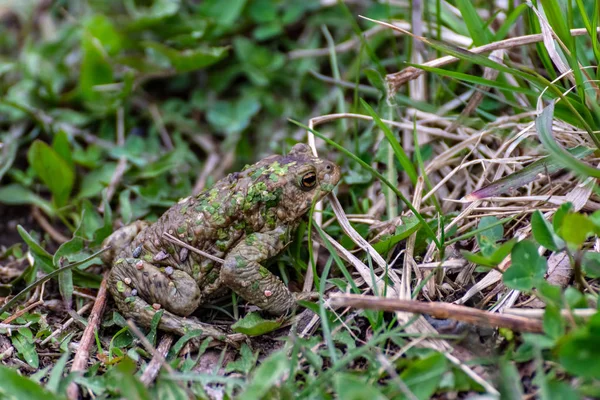 Žába v trávě. — Stock fotografie