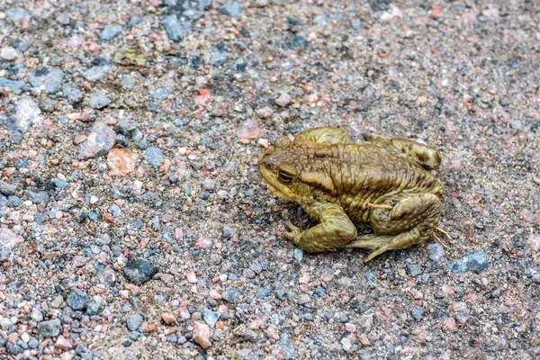 小石の上のカエル. — ストック写真