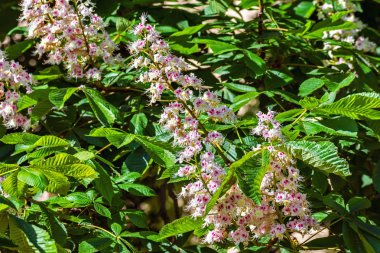 Şehir kestane çiçekleri.