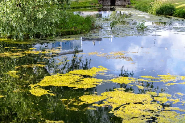 Reflexión en el estanque . — Foto de Stock
