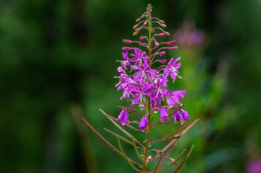 Çiçeği Ivan çayı.