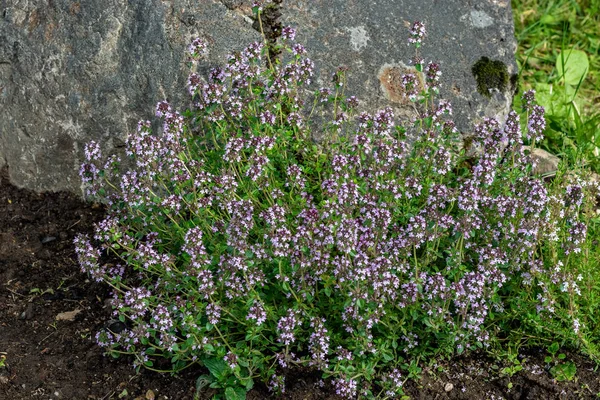 百里香的花. — 图库照片