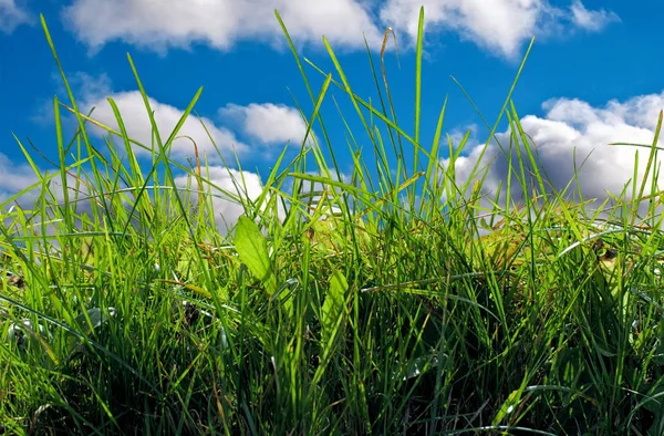 A grama verde . — Fotografia de Stock