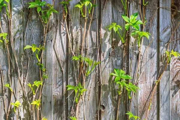 Stems of a winding plant of ladies\' grapes with young green leaves on the wall from old boards. For use as an abstract background and texture.