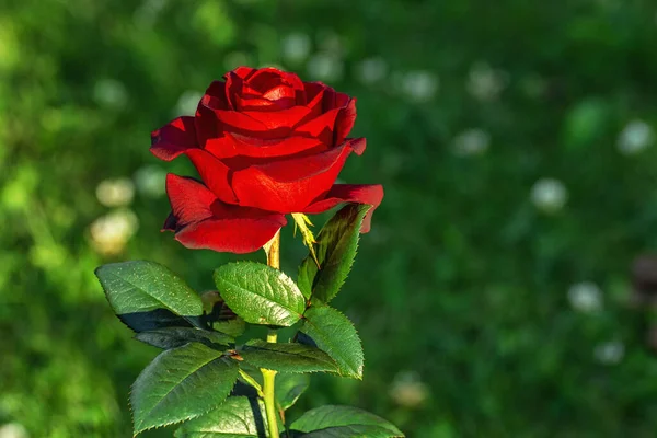Bourgeon Une Rose Rouge Vif Aux Pétales Florissants Illuminé Par — Photo