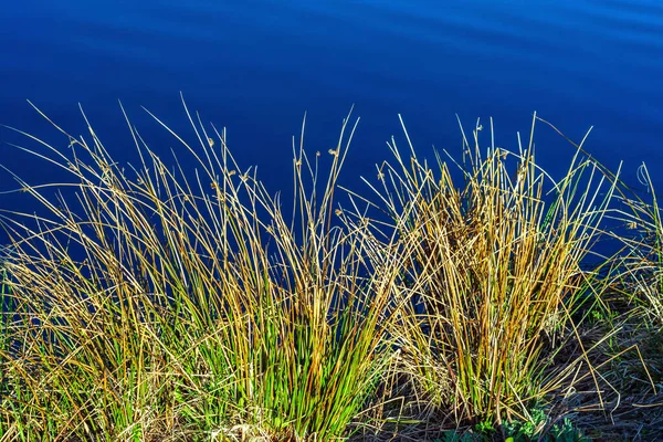 在森林湖中深蓝色的水的背景下 高耸的黄绿色的海岸草茎 — 图库照片