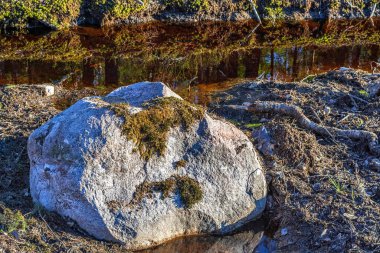 Güneş ışığıyla aydınlatılan, yosun kaplı büyük gri kaya bataklık suyunda uzanıyor..