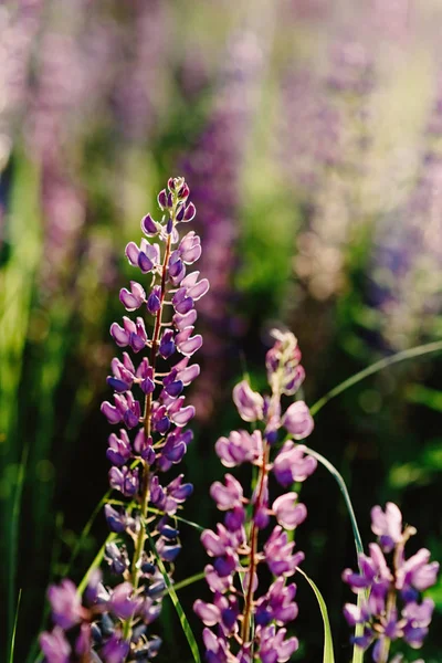 Lupins - yüksek dallarda kokulu ve nazik çiçekler vahşi alanlar arasında büyümek — Stok fotoğraf