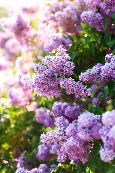 Primavera florescendo flores de árvores lilás — Fotografia de Stock