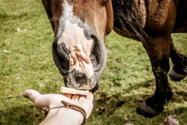 Cavalo Come Pedaço Pão Mão Natureza Beleza — Fotografia de Stock