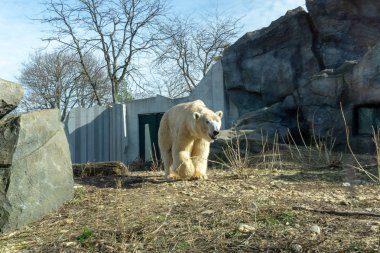 Viyana hayvanat bahçesindeki kutup ayısı Schoenbrunn