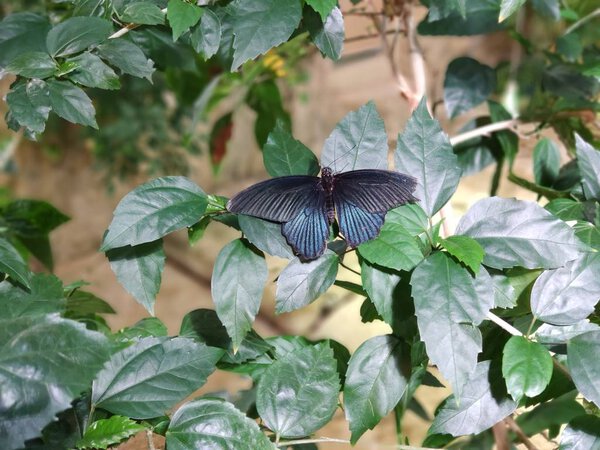 Vienna, Austria - 25 February 2019: Butterfly in Vienna Schonbrunn zoo.
