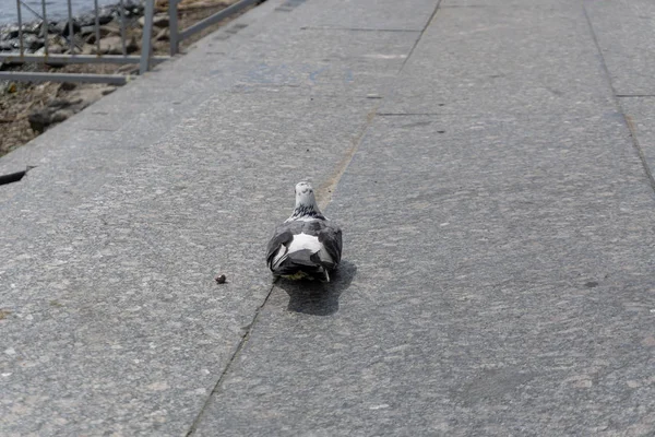 Galamb Dove Város Utcáin Városi Madarak Flying — Stock Fotó