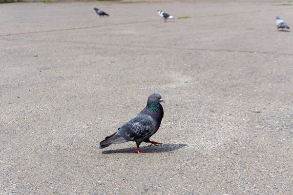 Galamb Dove Város Utcáin Városi Madarak Flying — Stock Fotó