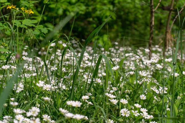 Çiçek. Bahar çiçekleri güzel görünümü
