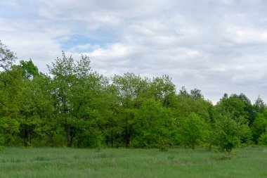 Yeşil tarla ve bulutlu mavi gökyüzü