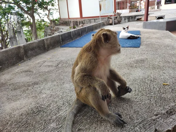 Monkey Khao Takiab Hua Hin Thajsko Macaque Požírá Housku Sedící — Stock fotografie